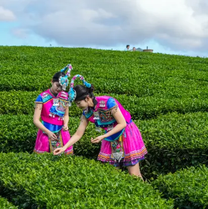 茯砖茶怎么泡才够味？金花到底是什么宝贝？一文讲透