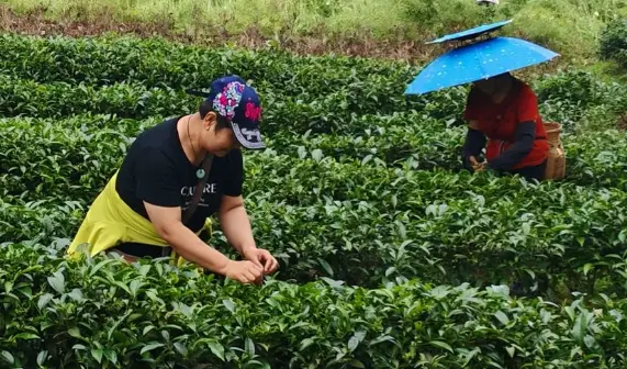 白牡丹怎么泡水温多少度？掌握这5个细节，茶汤鲜灵不苦涩🌸