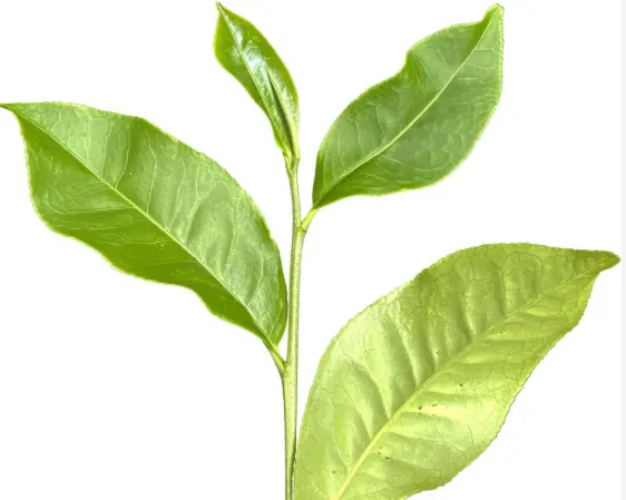 茯砖茶怎么泡才够味？金花到底是什么宝贝？一文讲透