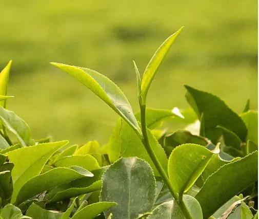 上海安福路一杯咖啡的时间，解锁上海怎么找街拍搭子的隐藏玩法☕