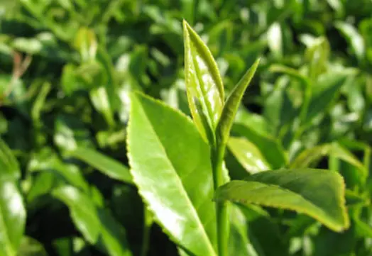 上海夜生活指南：解锁同城交友活动的品茶休闲新玩法