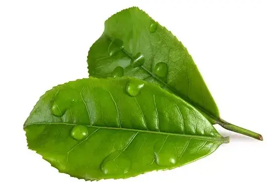 上海探店手册｜魔都同城指南｜美食地图：解锁隐藏在城市角落的味觉密码🔍